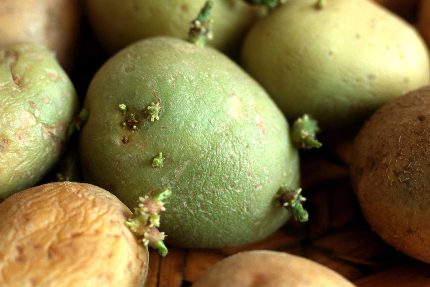 Giftige Groene Aardappelen