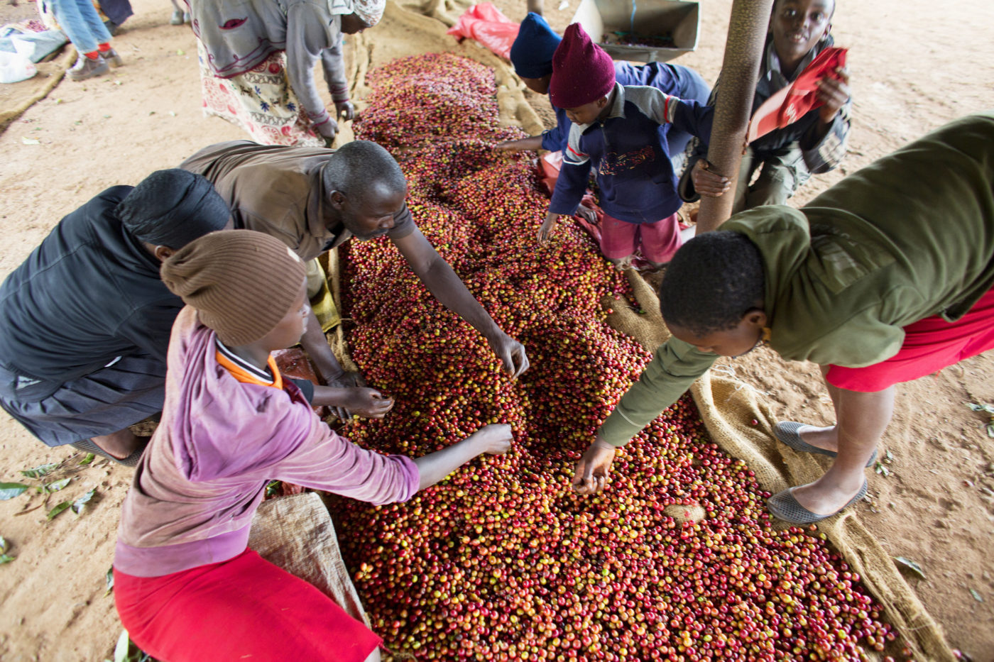 Кофе арабика эфиопия плантации. Кофе арабика эфиопия плантации. Плантации кофе в эфиопии. Бразилия плантации собиратели кофе. Эфиопия кофейные плантации.