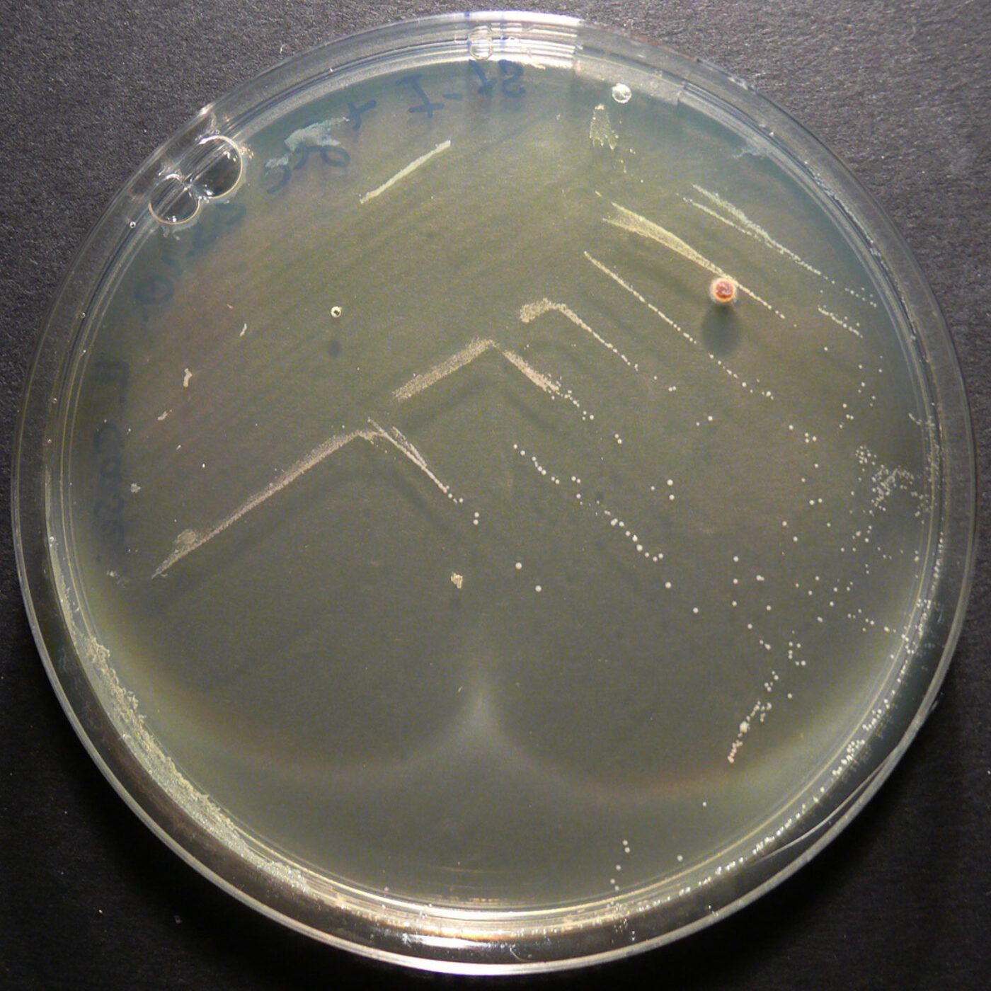 Посев мпа. Lactobacillus delbrueckii колонии. Lactobacillus Acidophilus на чашке Петри. Колонии Lactobacillus bulgaricus. Lactobacillus plantarum на чашке Петри.